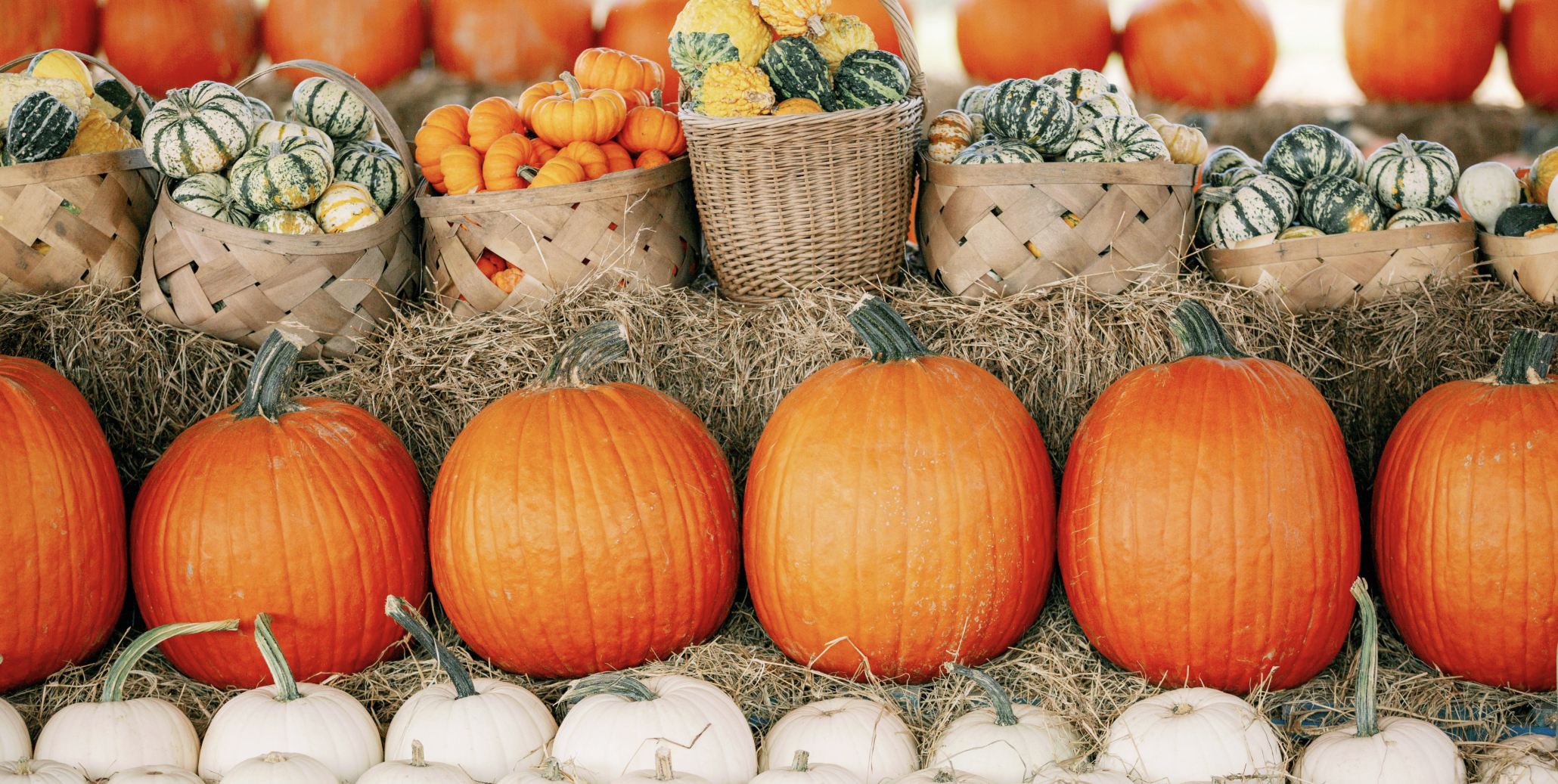 Pumpkins on display at Clermont's Southern Hill Farms.